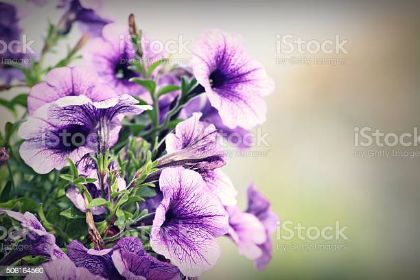 Picture for manufacturer Amazon